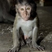 monkey_macaque_balinese_mf_ubud_v_0467_bal0469.jpg